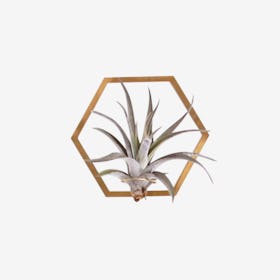 Hexagon Frame Plant Wall Holder with Air Plant - Brass