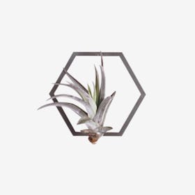 Hexagon Frame Plant Wall Holder with Air Plant - Steel