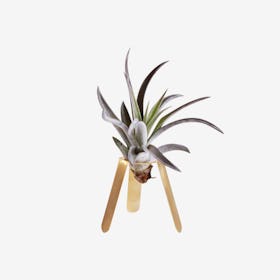 Tripod Plant Holder with Air Plant - Brass