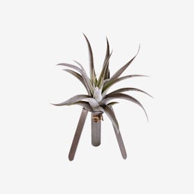 Tripod Plant Holder with Air Plant - Steel