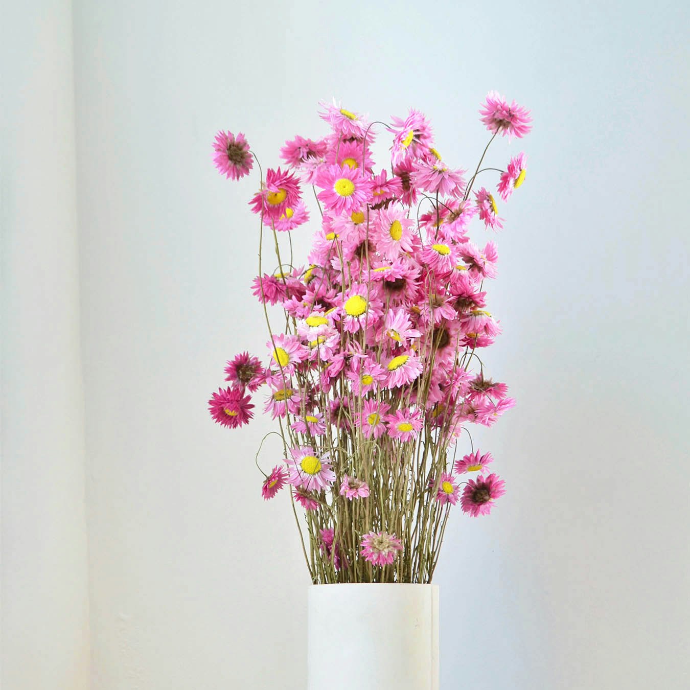 Natural Pampas Grass Bunch by Pampas & Bloom