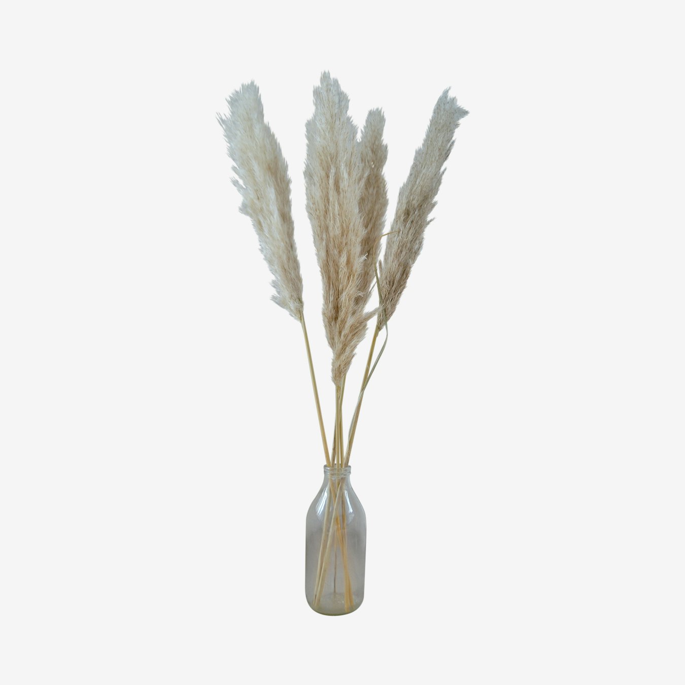 Pampas Grass Dried Bunch - Light Brown by Pampas & Bloom