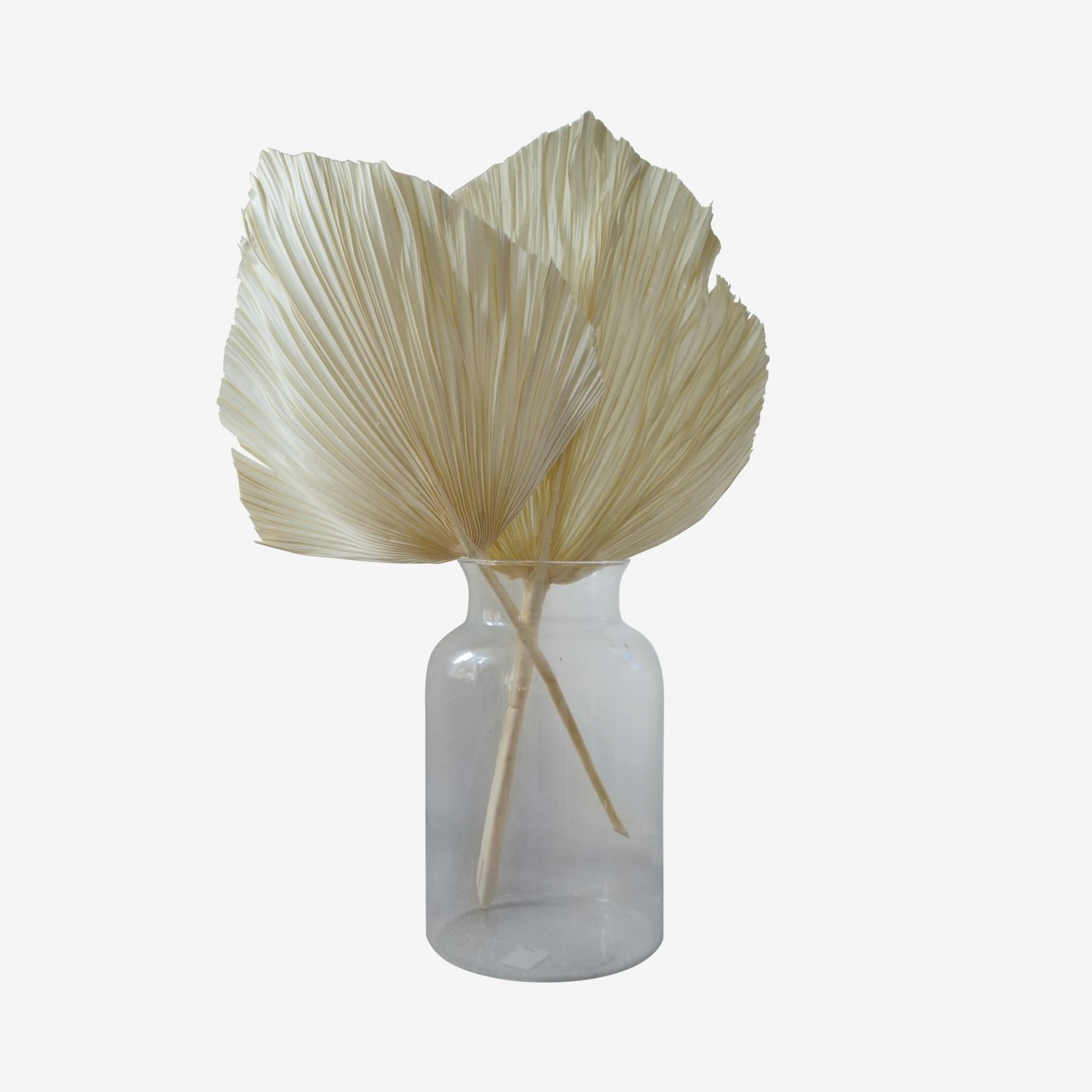 Mini Bleached Kingspear Palm by Pampas & Bloom