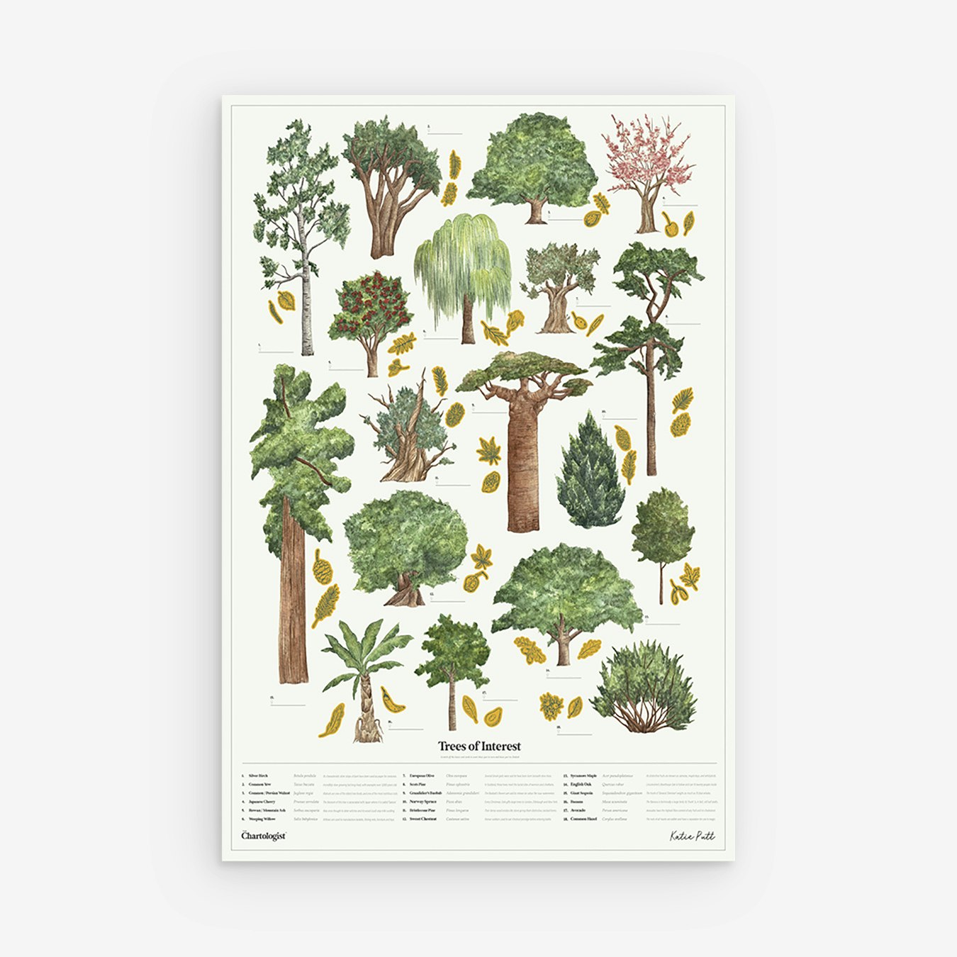 Tree Art Print Poster for Wall Decor Green Botanical Style by SUCK UK Framed Option