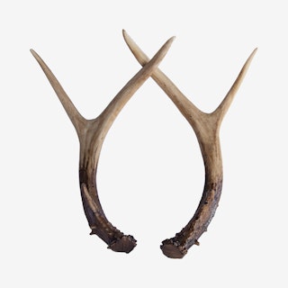 Faux Antlers - Brown / Natural - Set of 2