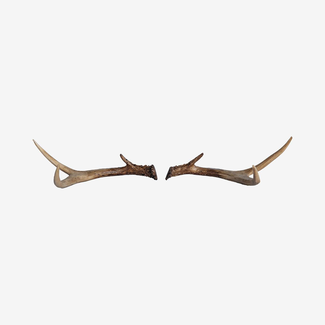 natural antlers