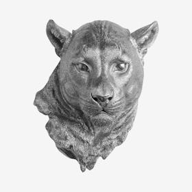 Faux Mountain Lion Mount - Silver