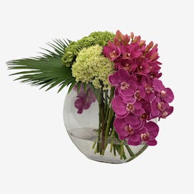 Assorted Spring Arrangement - Orchids / Hydrangeas