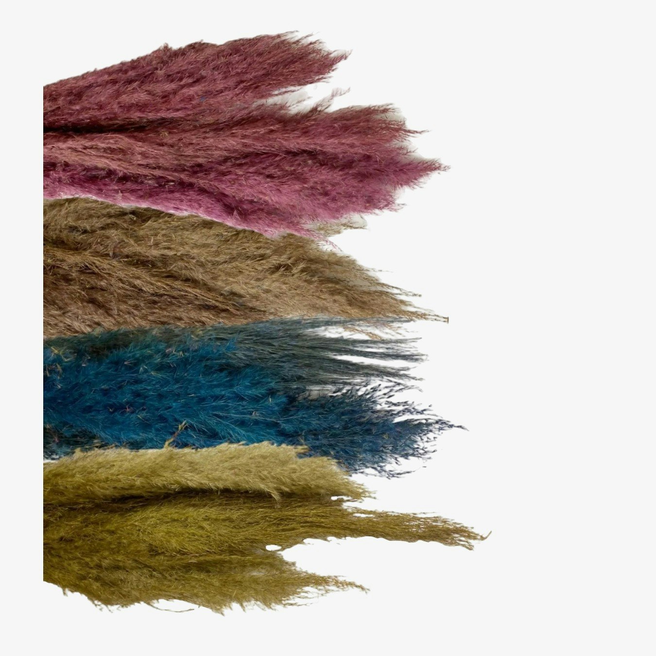 Dried Pampas Grasses by Geko Products
