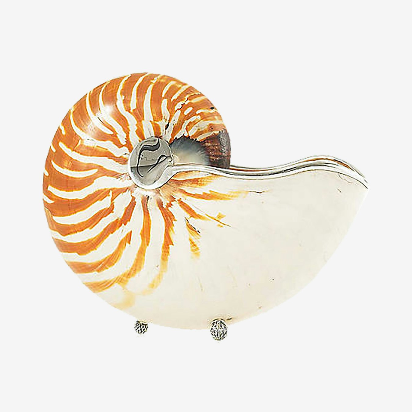 Tiger Nautilus Shell With Trim Silver Plated By Philmore Usa Fy