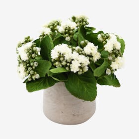 Kalanchoe Floral Arrangement in Container - White