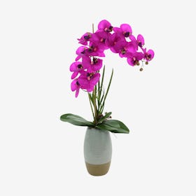 Single Orchid Floral Arrangement in Vase - Magenta