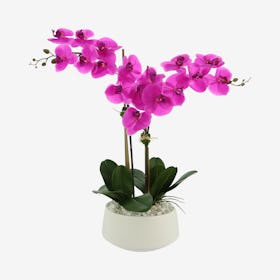 Orchid Floral Arrangement in Container - Magenta / White