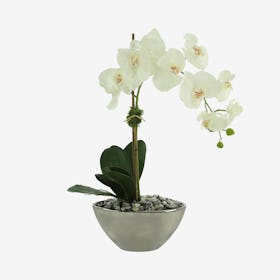Orchid Floral Arrangement in Vase - White / Grey