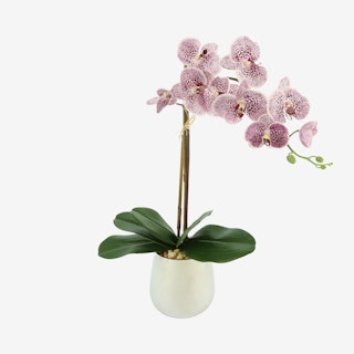 Single Orchid Floral Arrangement in Vase - Lavender