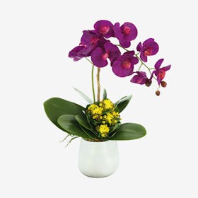 Orchid and Kalanchoe Floral Arrangement in Vase - Purple / Yellow