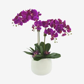 Fuchsia Orchid Floral Arrangement in Pot - Purple / White