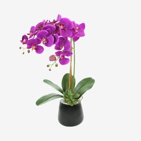 Orchid Floral Arrangement in Pot - Fuchsia