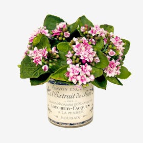Kalanchoe Floral Arrangement in Label Pot - Pink