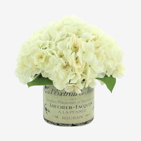 Hydrangea Floral Arrangement in French Label Vase - White