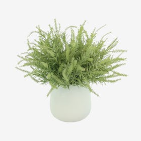 Astilbe Floral Arrangement in Pot - Green / White