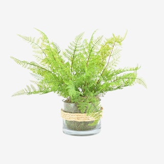 Fern Bush Arrangement in Vase