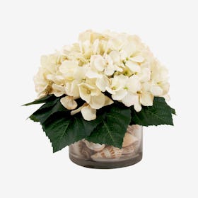 Hydrangea with Sea Shells Floral Arrangement in Vase - Cream
