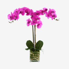 Orchid Floral Arrangement in Vase with Moss and Rooks - Fuchsia