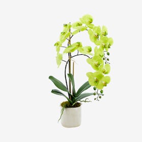 Orchid Floral Arrangement in Pot - Green