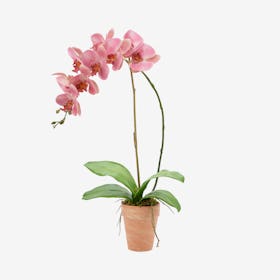 Single Orchid Floral Arrangement in Pot - Pink