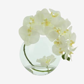 Single Orchid Floral Arrangement in Flat Vase - White