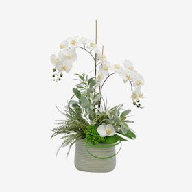 Orchid, Feather Fern and Lamb Ear Floral Arrangement in Pot - White