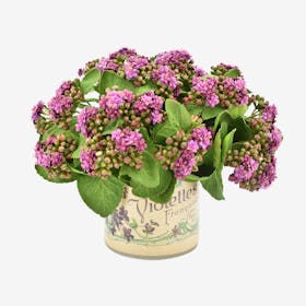 Kalanchoe Floral Arrangement in Label Pot - Purple