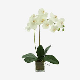 Single Orchid Floral Arrangement in Vase - White