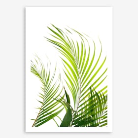 Palm Fronds In Art Print