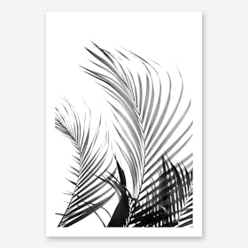 Palm Fronds in Black & White Line Art Print