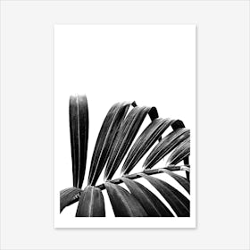 Palm Leaf 03 Art Print
