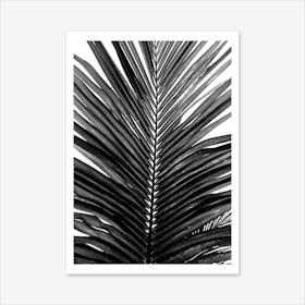 Palm Leaf 01 Art Print