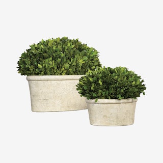 Oval Domes Preserved Boxwood - Set of 2