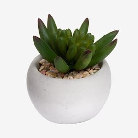 Miniature Little Jewel Succulent in Pot