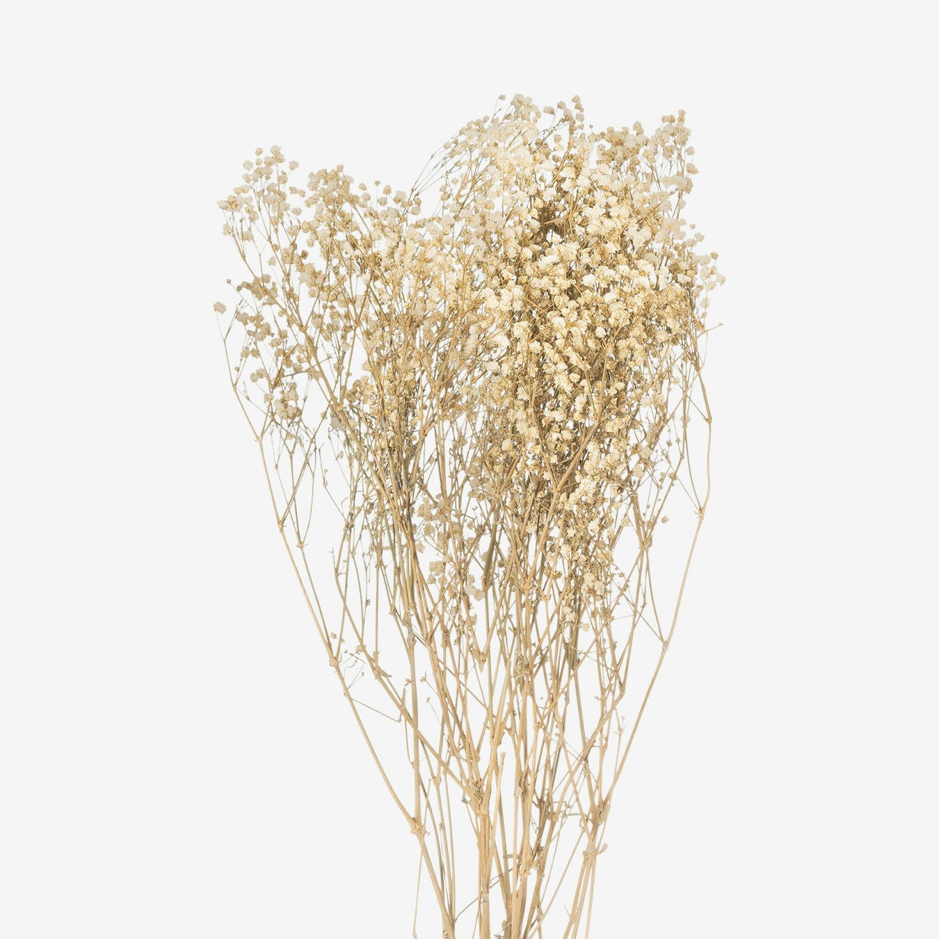 Dried Babys Breath Bunch - White by C.M Interiors