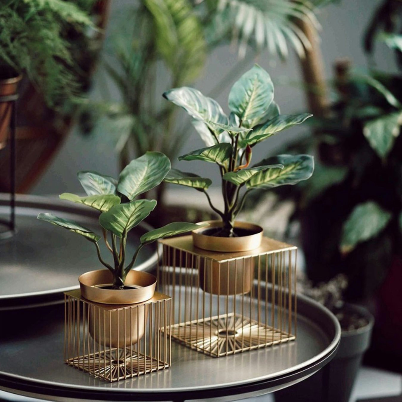 Succulent Plant Pot - Gold by Rozi UK