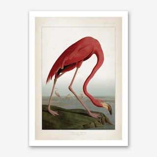 Vintage Audubon 1 American Flamingo Art Print
