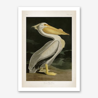 Vintage Audubon 1 American White Pelican Art Print