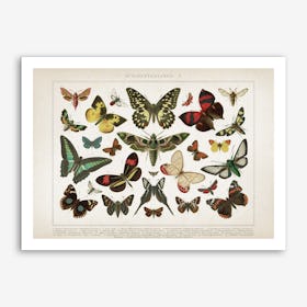 Vintage Brockhaus 1 Schmetterlinge 1 Art Print