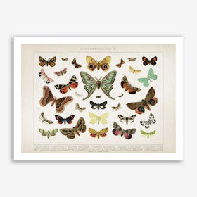 Vintage Brockhaus 1 Schmetterlinge 2 Art Print