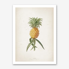 Vintage Ehret 1 Ananas Aculeatus Art Print