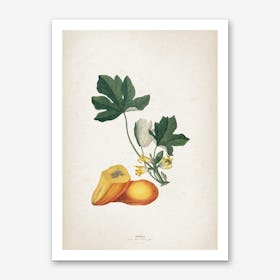 Vintage Ehret 2 Papaya Art Print