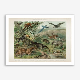 Vintage Meyers 3 Neotropische Fauna Art Print