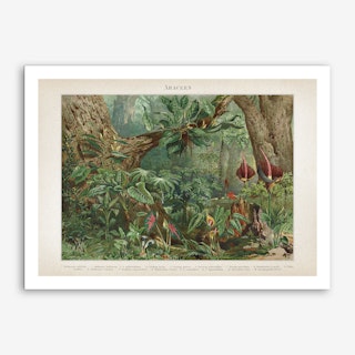 Vintage Meyers 5 Araceen Art Print